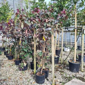 Cercis canadensis 'Forest Pansy' 150-175 cm